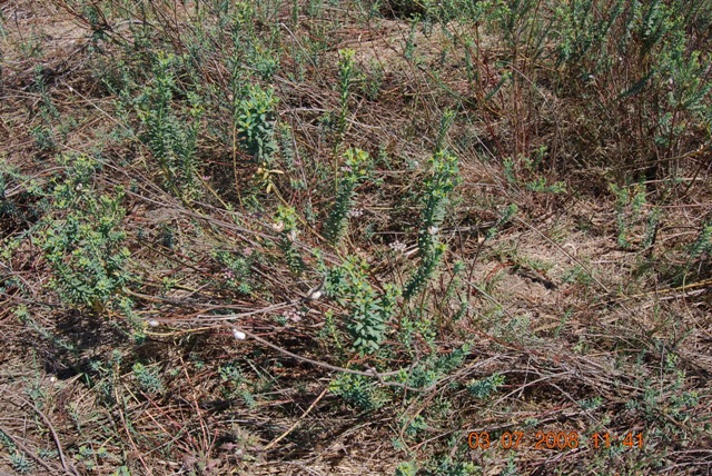 Euphorbia pithyusa subsp. cupanii  / Euforbia delle Baleari